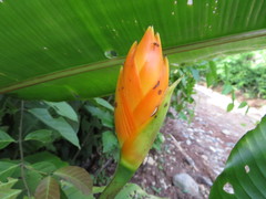 Heliconia episcopalis