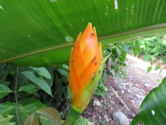 Heliconia episcopalis