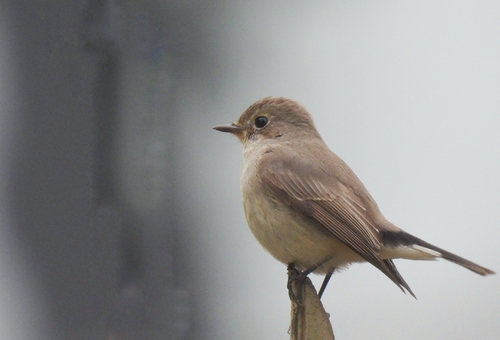 Taiga Flycatcher