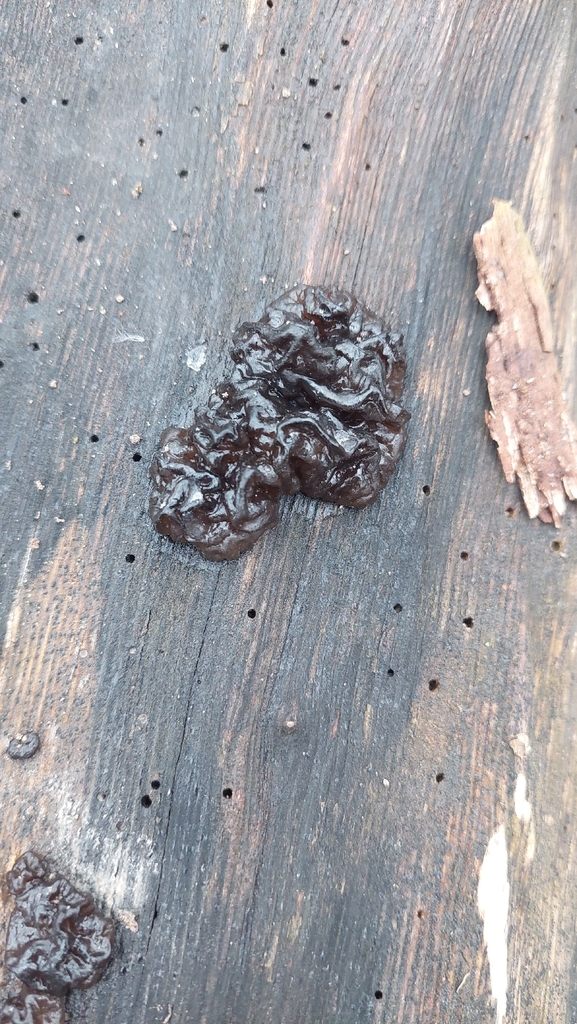 Exidia nigricans · December 2025 · photo: © viktorstrenada (iNaturalist, cc-by)
