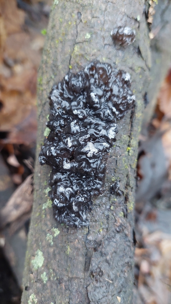 Exidia nigricans · December 2025 · photo: © viktorstrenada (iNaturalist, cc-by)