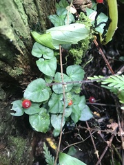 Geophila