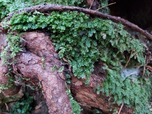 Plagiothecium succulentum observed 2025-12-15