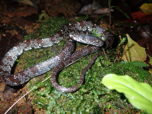 Photo of a Vieira's Snail-eating Snake (Sibon vieirai)