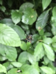 Gasteracantha clavigera