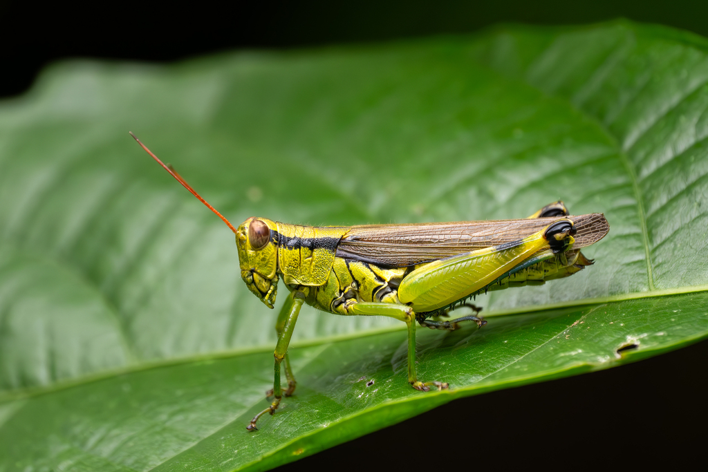 Fruhstorferiola