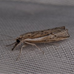 Fissicrambus profanellus