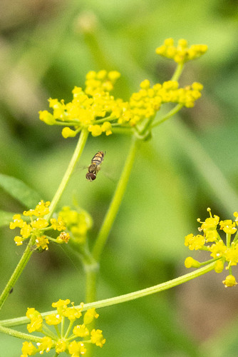 Unknown species found near Delafield, WI, USA