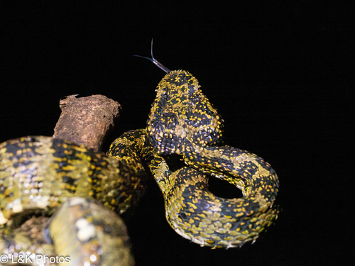 Highland Eyelash-Pitviper