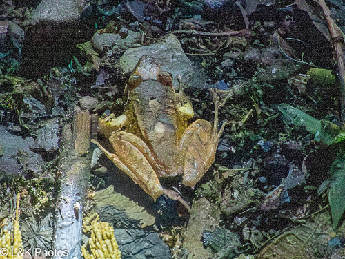 Northern Cordilleras Robber Frog