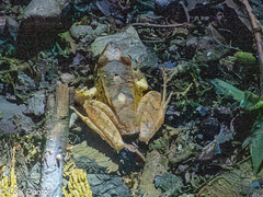 Northern Cordilleras Robber Frog