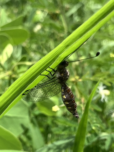 Suphalomitus cephalotes