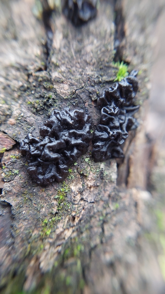 Exidia nigricans · December 2025 · photo: © viktorstrenada (iNaturalist, cc-by)