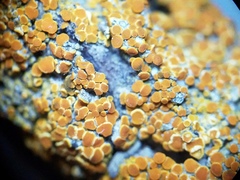 Caloplaca californica