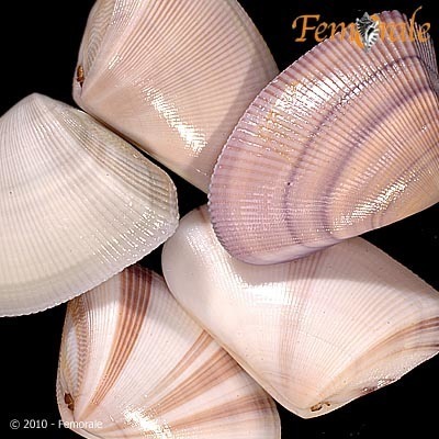 Gould Beanclam