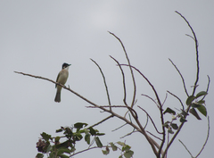 Pycnonotus sinensis hainanus