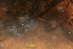 Devario