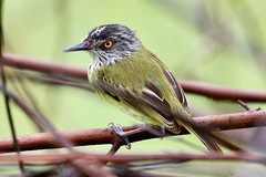 Todirostrum maculatum
