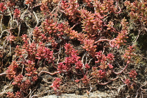 Oreosedum serpentini (Janch.) Grulich