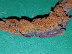 Caloplaca californica