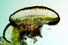 Caloplaca californica