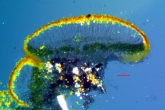 Caloplaca californica