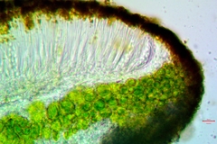 Caloplaca californica