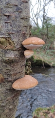 Fomitopsis betulina