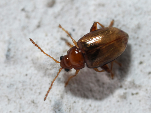 Ochrosis ventralis