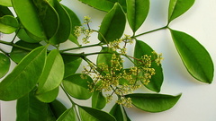 Zanthoxylum petiolare