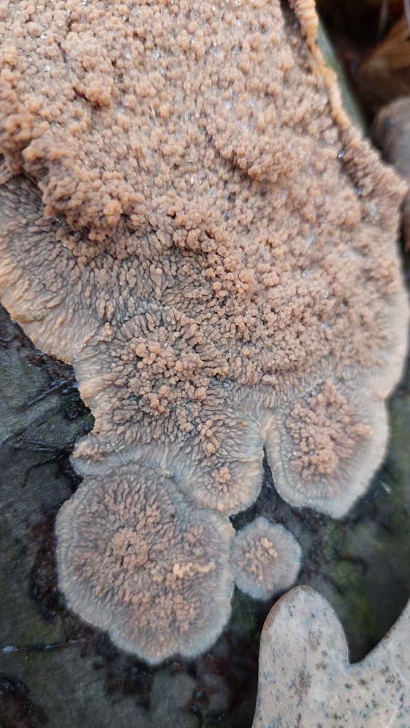 Phlebia radiata · December 2025 · photo: © viktorstrenada (iNaturalist, cc-by)