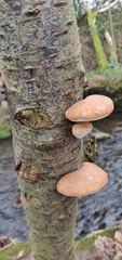 Fomitopsis betulina
