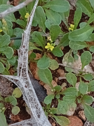 Diplotaxis viminea, 2025-12-19