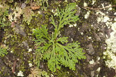 Selaginella tamariscina