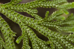 Selaginella tamariscina