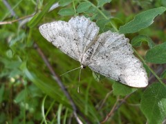 Hypomecis punctinalis