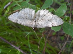 Hypomecis punctinalis
