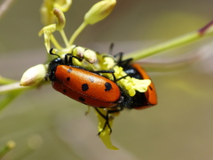 Hycleus scutellatus