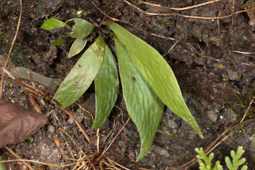 Antrophyum obovatum, photograph 6