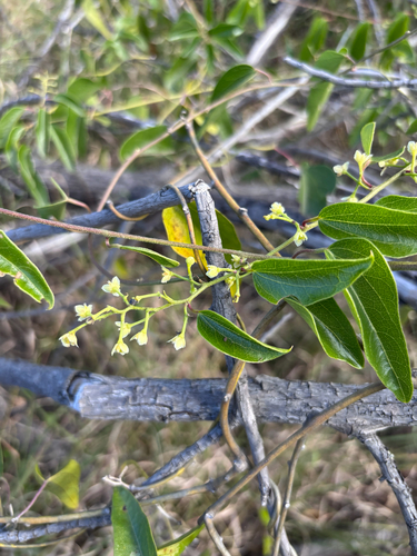 Cocculus orbiculatus observed 2025-12-17