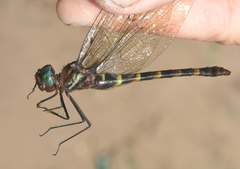 Macromia cincta