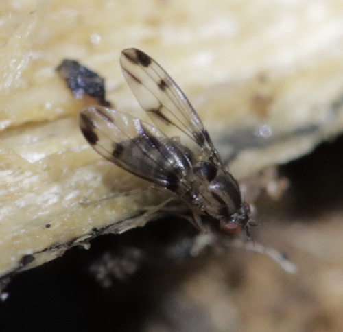 Drosophila macrothrix