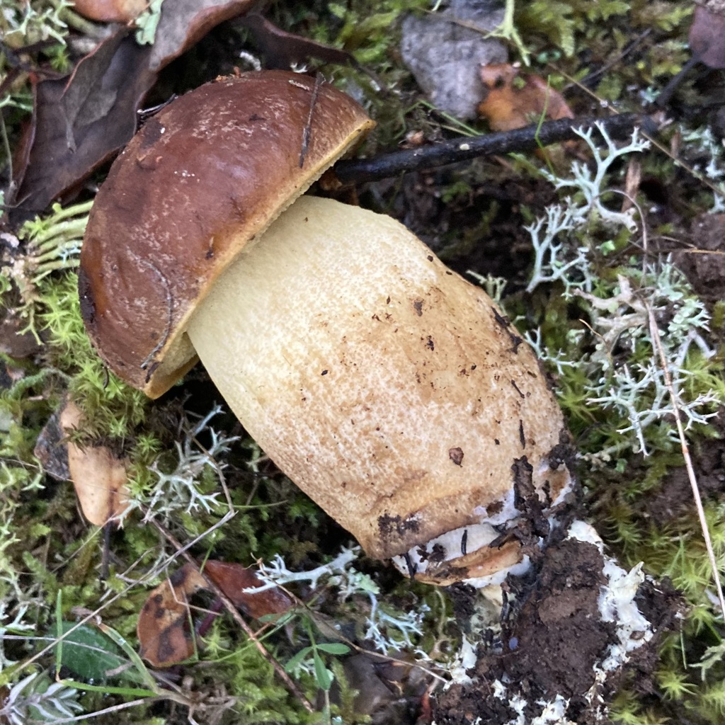 Leccinellum lepidum · December 2025 · photo: © lucian_clanet (iNaturalist, cc-by)