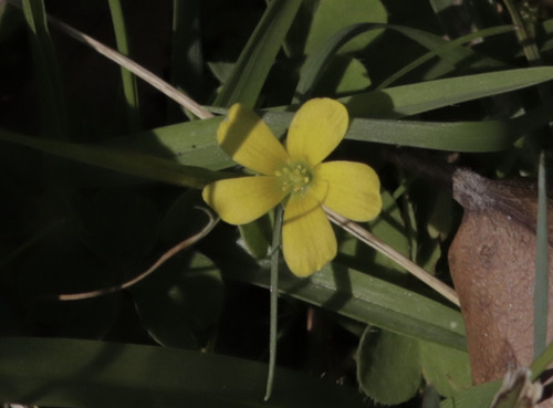Oxalis corniculata observed 2025-12-11