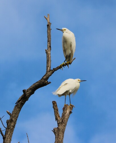 iNaturalist observation photo of Snowy Egret