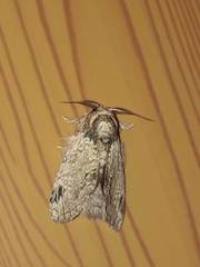 Farigia montana