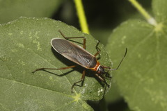 Dysdercus capitatus