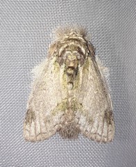 Farigia montana
