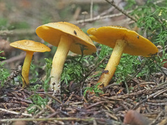 Calocybe chrysenteron