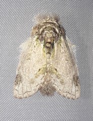 Farigia montana